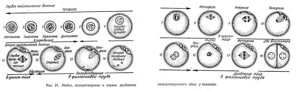 После оплодотворения яйцеклетки и первых делений. Деление клетки после оплодотворения. Стадии дробления оплодотворения яйцеклетки. Редукционное деление яйцеклетки. Деление клеток человека после оплодотворения.