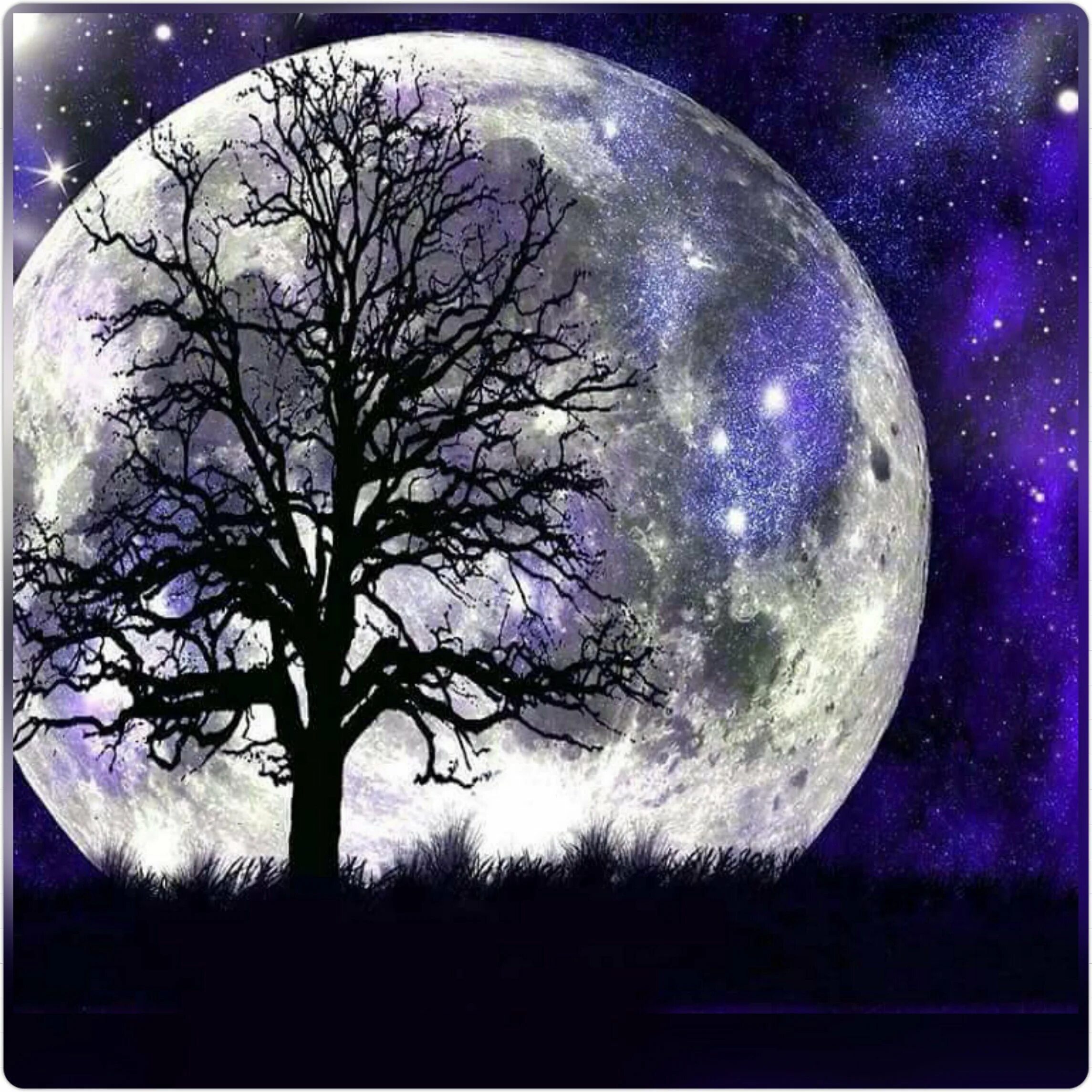В круг дерева ночи. Лунные деревья. Дерево в лунном свете. Луна и дерево. Пейзаж на фоне Луны.