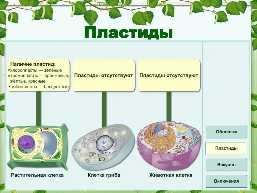 Хлоропласты в клетках грибов