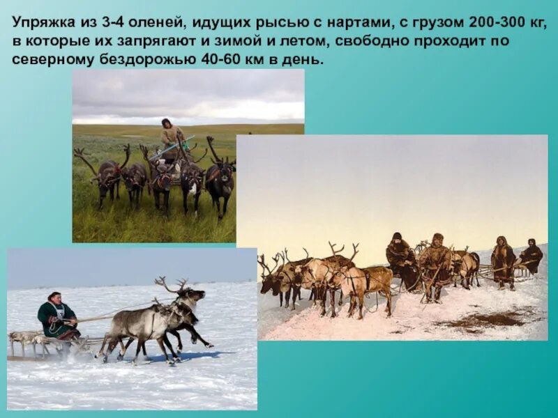 Выберите признаки тундры. Презентация на тему тундра. Тундра 4 класс. Тундра презентация 4 класс. Тундра окружающий мир.