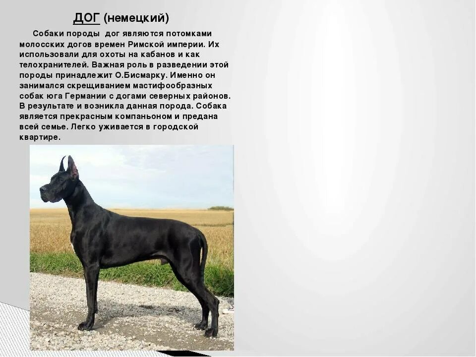 Немецкий дог описание. Немецкий дог описание. Королевский дог. Немецкий дог щенок королевский. Дог.