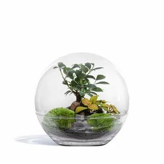 Green factory terrarium