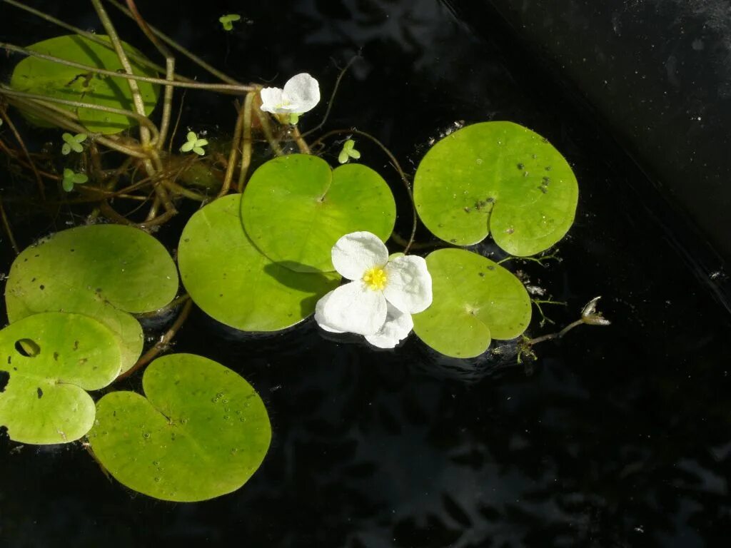 Водокрас обыкновенный. Водокрас Лягушачий. Водокрас Лягушачий (Hydrocharis morsus-Ranae). Водокрас обыкновенный (Hydrocharis morsus-Ranae).