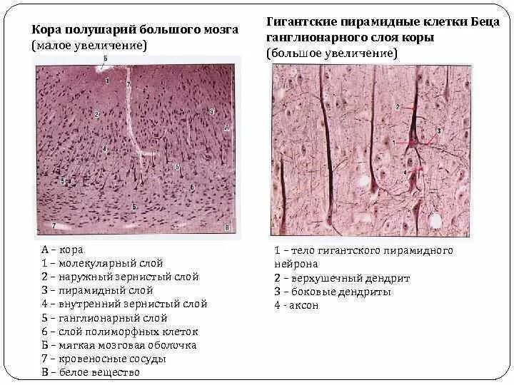Слои коры головного мозга гистология. Строение коры головного мозга гистология.