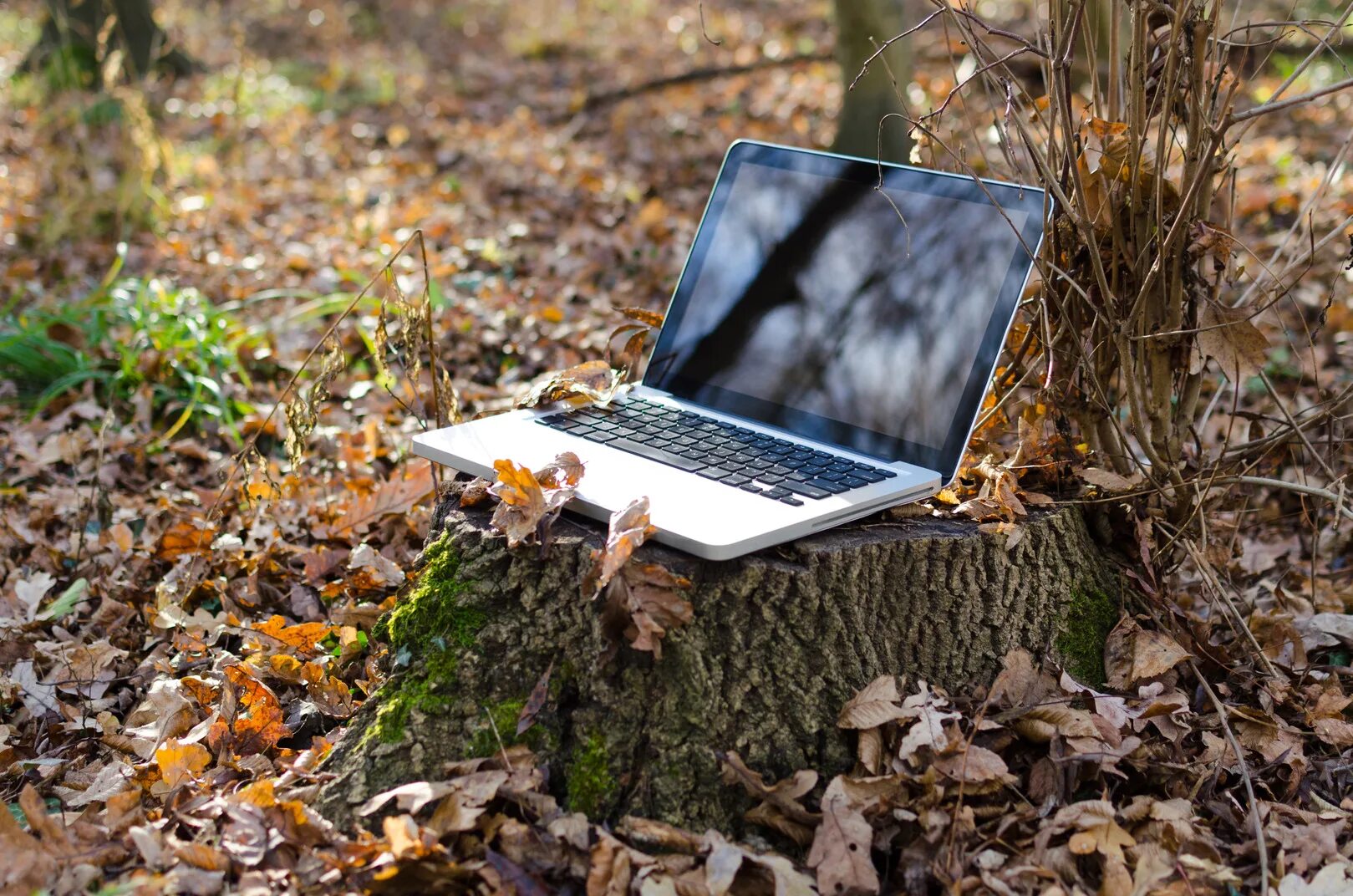 Nature работа