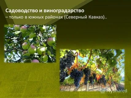 Плодоводство что выращивают
