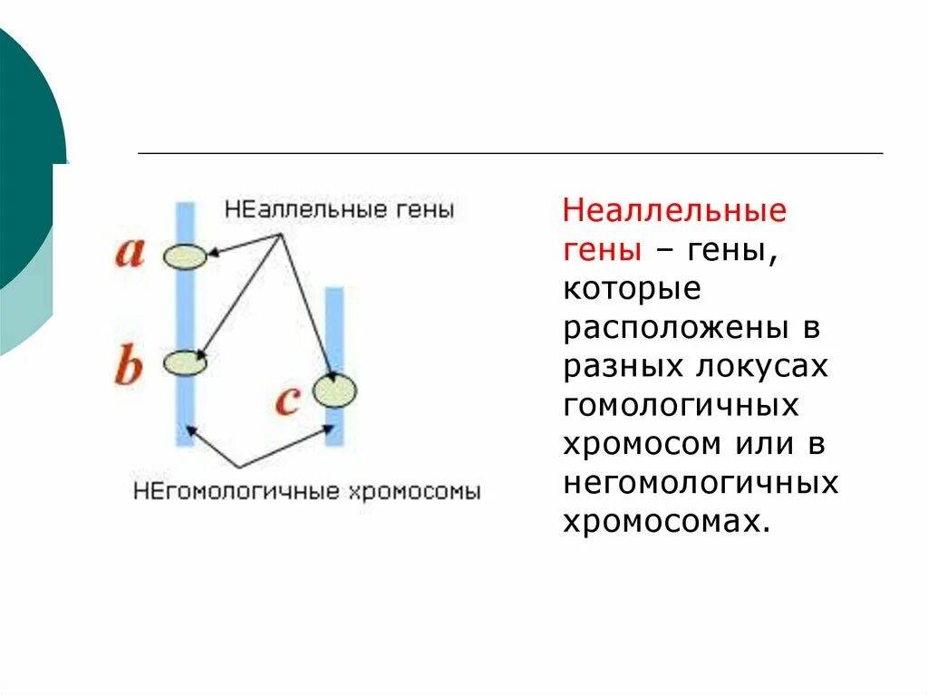 Аллельные варианты гена. Аллельные и неаллельные гены. Неаллельные гены схема. Не аллельные гены. Невлелтнын гены.