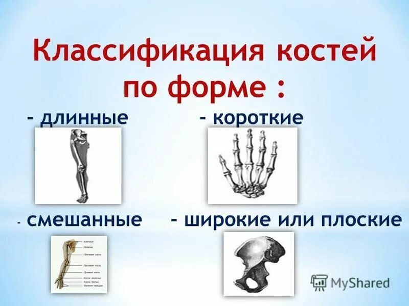 Изменение формы кости