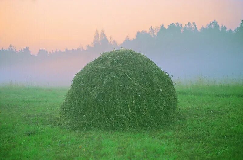 Пахло свежим сеном