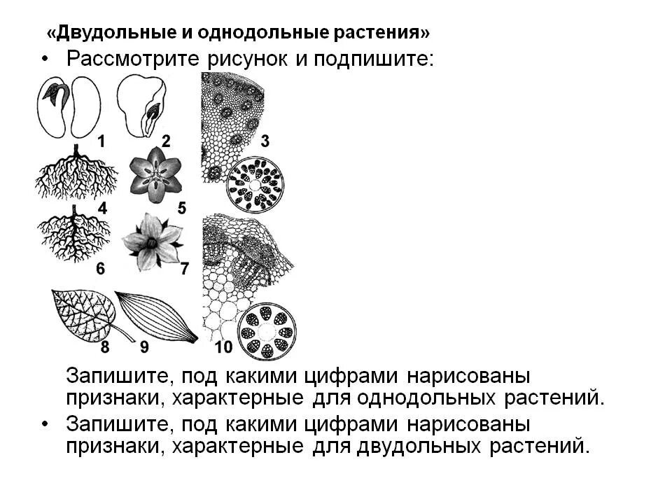 Трехчленный тип строения цветка однодольные или двудольные. Рисунок двудольного растения. Однодольные и двудольные растения. Характерные признаки двудольных и однодольных растений.