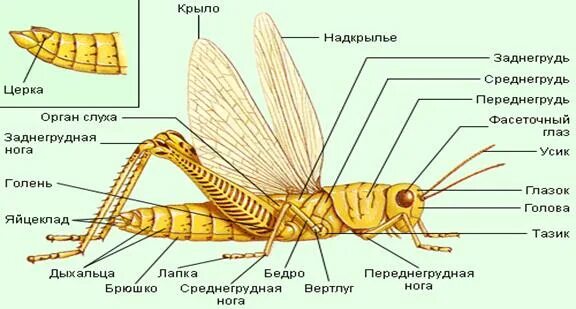 Дыхальца насекомых. Хитиновый скелет. Наружный Хитиновый скелет. Жесткокрылые строение крыльев.