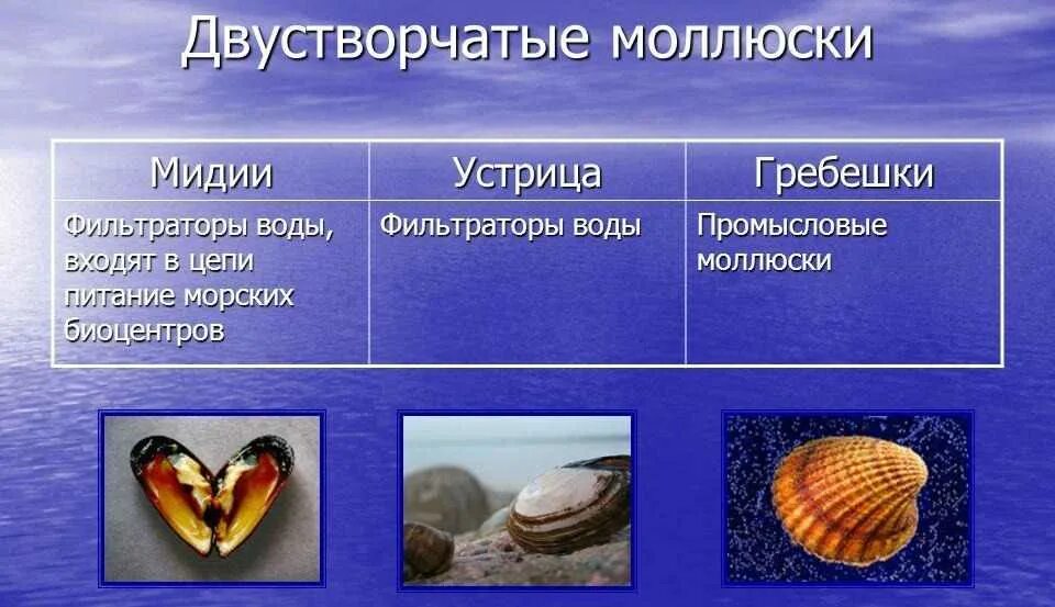 Сходства мидии и гребешка