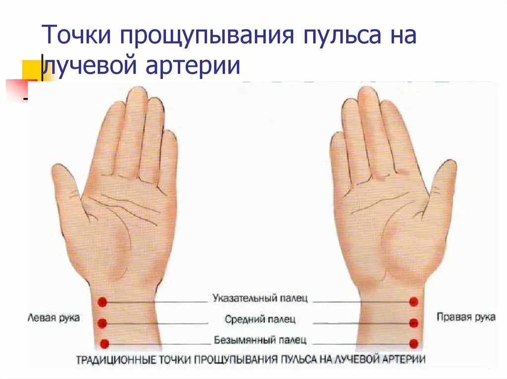 Где находится пульс на руке у человека. Измерение пульса на лучевой артерии. Пульс на лучевой артерии. Прощупывание пульса на лучевой артерии. Где находится запястье руки у человека фото
