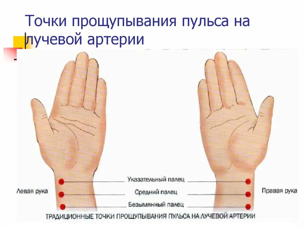 Почему чувствую пульс. Где находится пульс на руке у человека. Измерение пульса на лучевой артерии. Пульс на лучевой артерии. Прощупывание пульса на лучевой артерии.