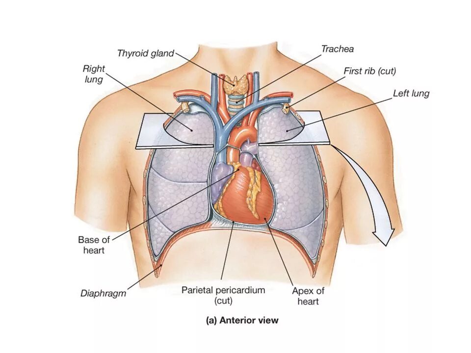 Дом где находится сердце. Расположение сердца у человека. Анатомия человека сердце расположение. Расположение сердца и легких.