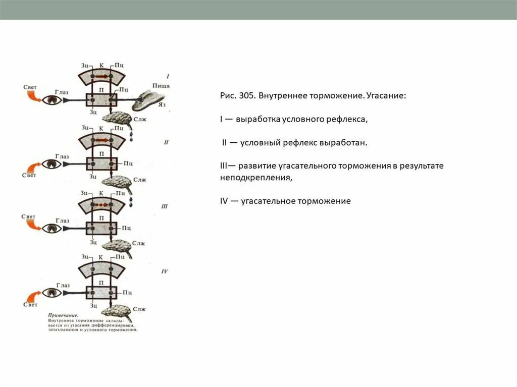 Какие рефлексы тормозятся с помощью внешнего торможения. Схему развития внутреннего торможения в результате неподкрепления. схема развития запредельного торможения рис 309.