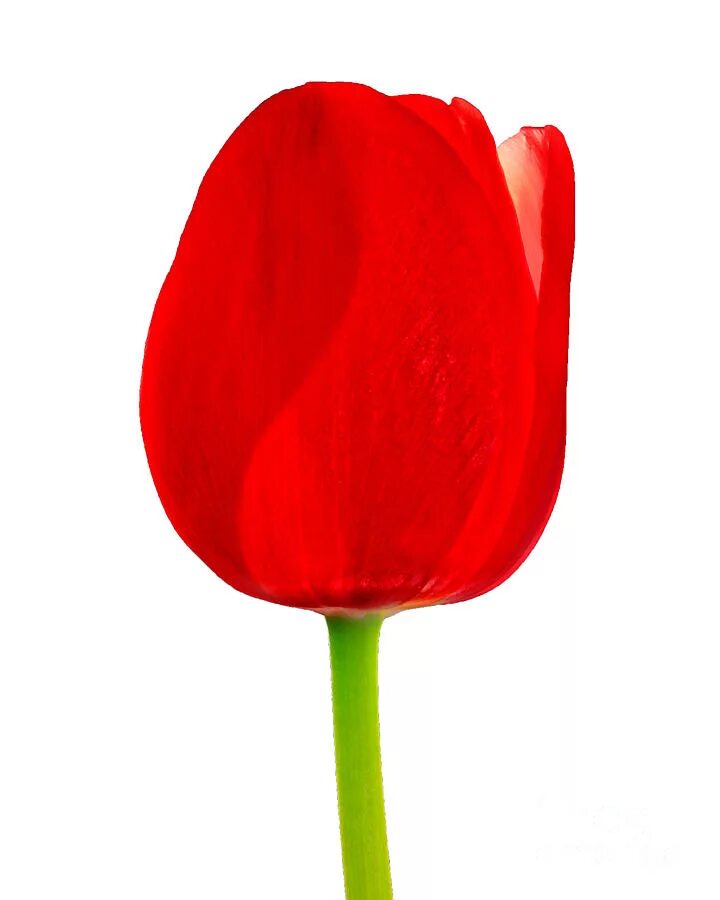 3 красных тюльпана. Тюльпан. Тюльпан для детей. Красные тюльпаны. Бутон тюльпана.