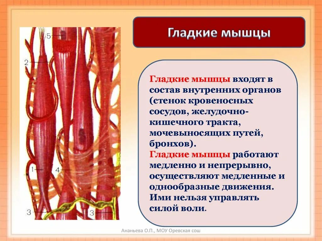 В состав мышцы входит. Строение гладкомышечной мышечной ткани. Гладкие мышцы. Гладкие мышцы сосудов. Гладкие мышцы входят в состав.