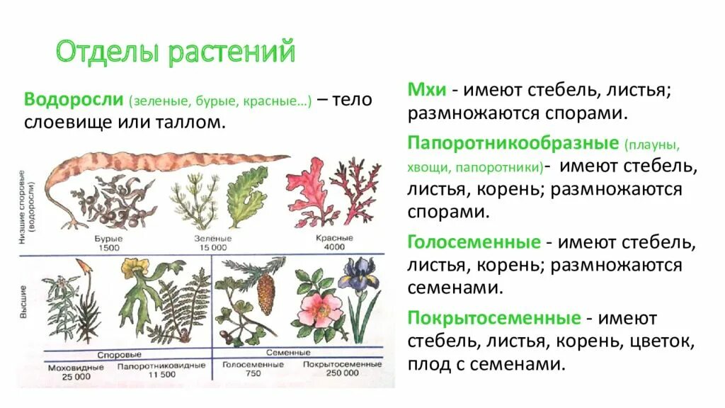 Размножение спорами наличие листьев и стебля. Отделы растений биология кратко. Высшие растения систематика. Систематика растений отделы. Биология 5 класс на какие отделы делится царство растений?.