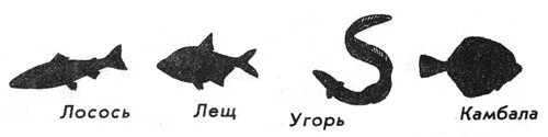 Функции плавников у рыб. Функции парных и непарных плавников. Парные плавники у рыб функции. Внешнее строение плавников. Строение плавников рыб.