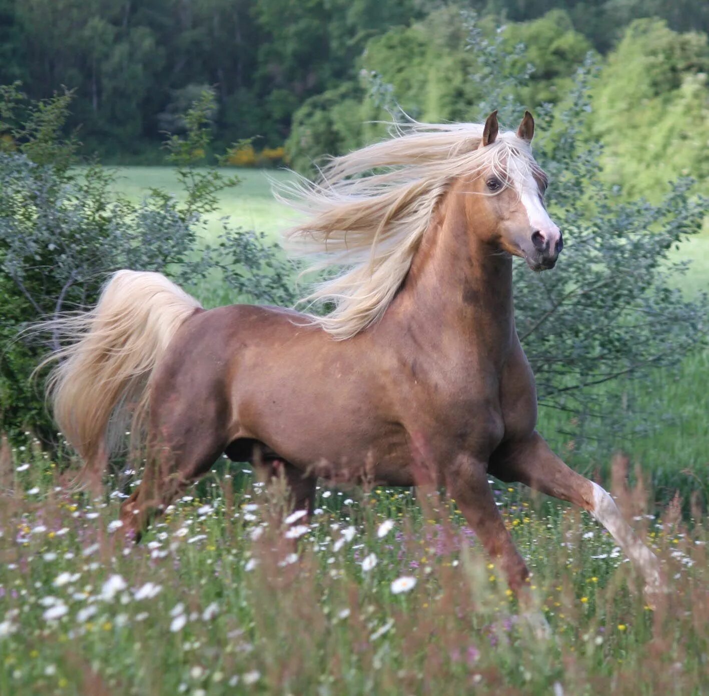 Морган лошадь. Морган конь. silver stallion.