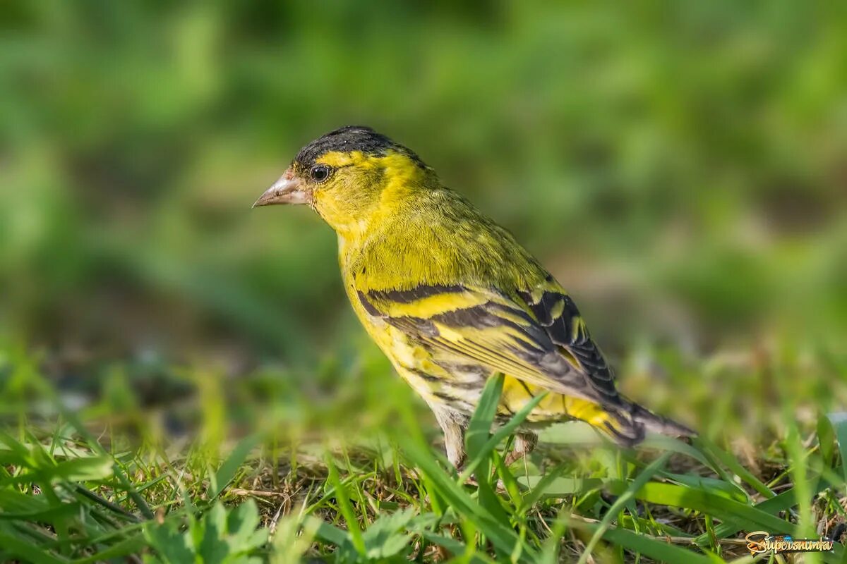Spinus spinus чиж самка. Чиж в нижегородской области. Carduelis spinus. Чиж птица. Птицы щегол репел чиж.