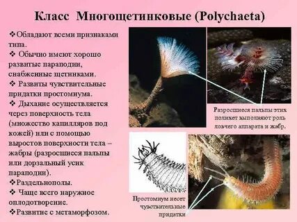 Признаки класса черви