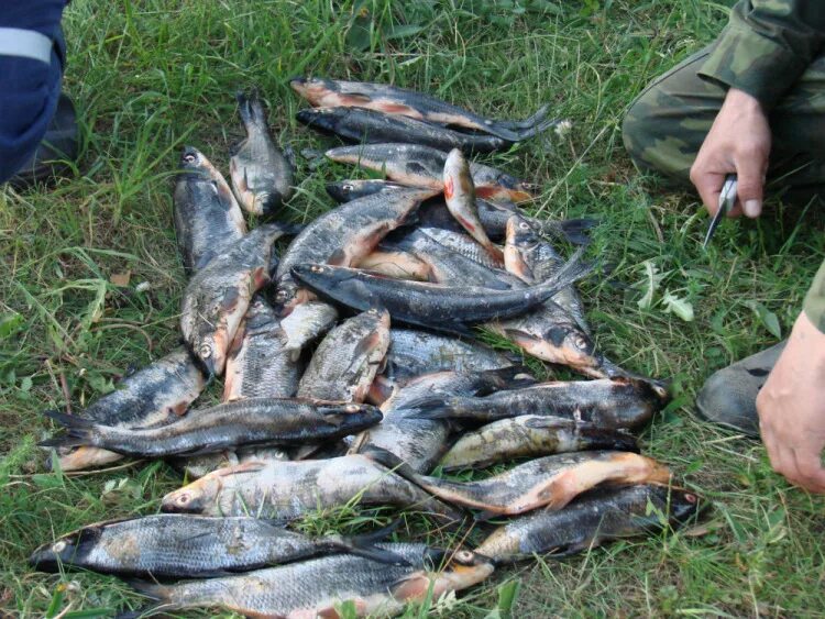 Сезон ловли вимбы не за горами. Лучшая прикормка на сырть уже в продаже. Волжа