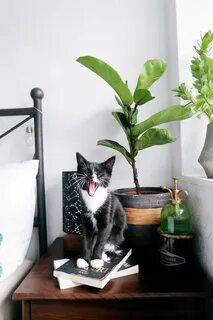 Фикус для кошек