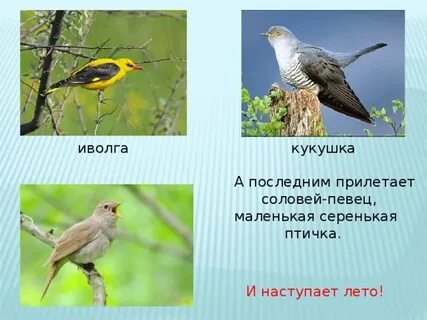 Кукушка иволга