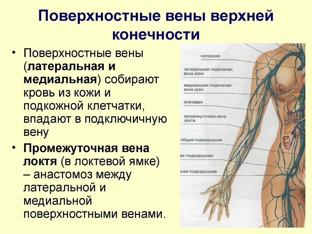 Вены верхней конечности. Глубокие вены верхней конечности анастомоз. Медиальная подкожная Вена. Латеральная подкожная Вена руки. Надфасциальные поверхностные вены.