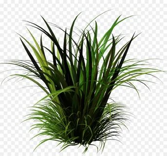 Grass plant
