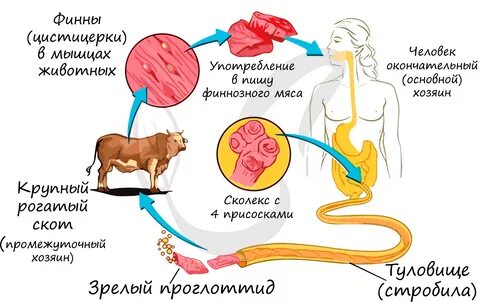 Жизненный цикл бычьего червя
