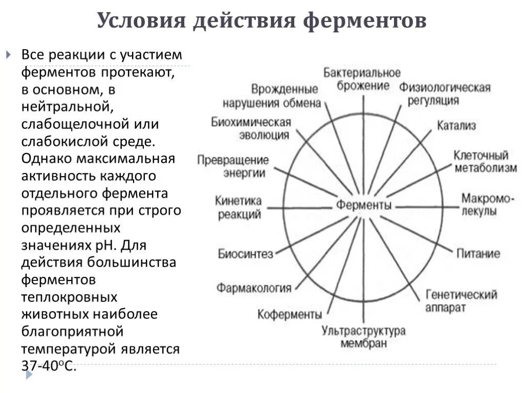 Условия действия ферментов. Услвояи работы ферментов. Условия работы ферментов. Условия набриы фермениов. Слабощелочная среда ферменты