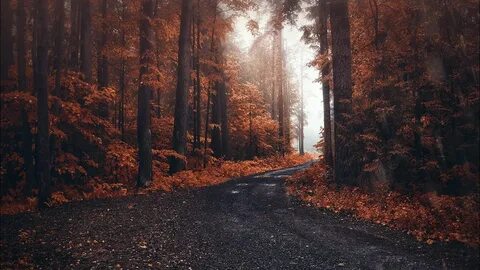 Осень дождь лес