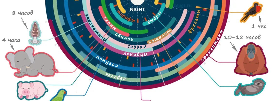 Кто сколько спит из животных. Спящий жираф. Продолжительность сна у животных. Продолжительность сна у животных. Продолжительность сна у животных.