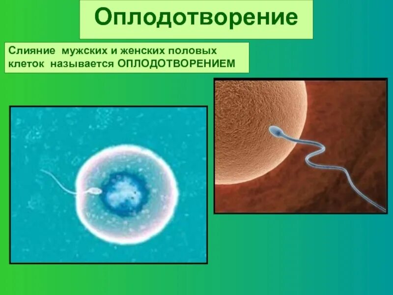 Слияние половых клеток. Слияние женской и мужской половых клеток. Оплодотворение. Слияние двух половых клеток.