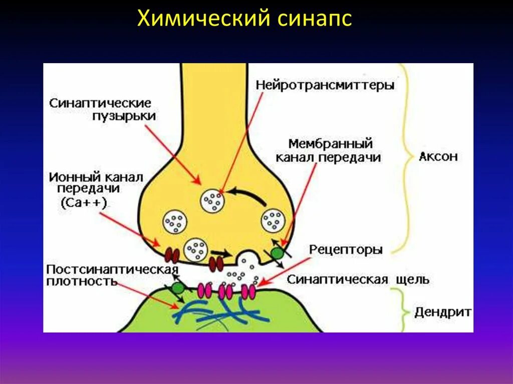 Синаптические пузырьки. Синапс нейромедиатор. Синапс физиология. Синапс везикулы медиаторы. Схема синапса физиология.