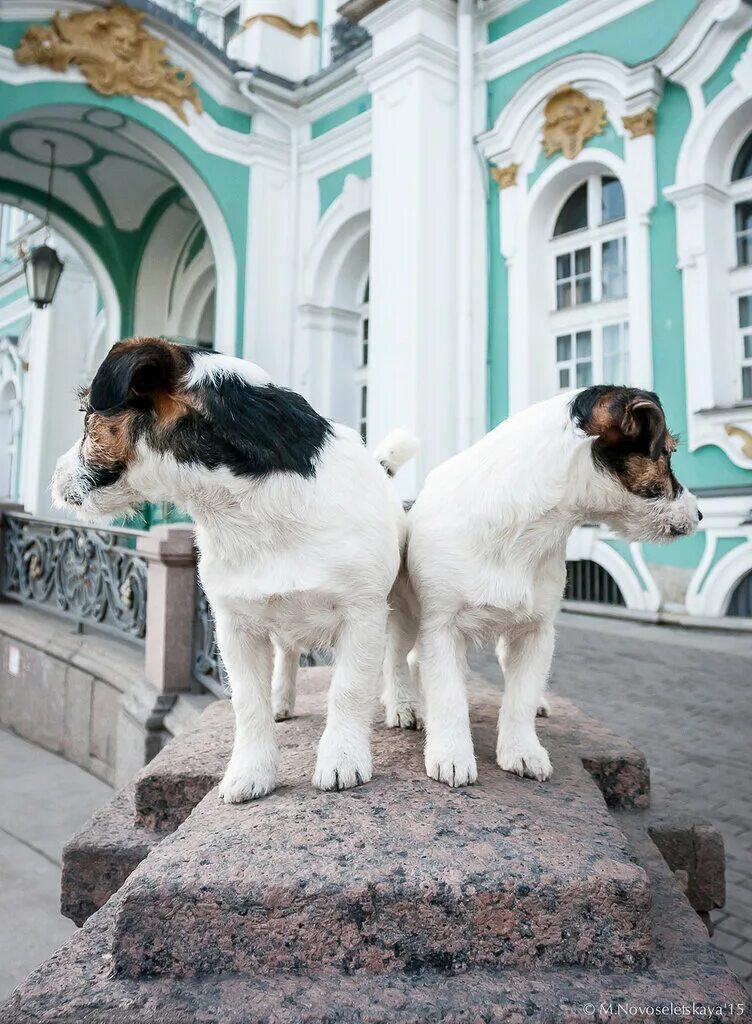 Собак спб вакансии. Собаки петербурга. фотосессия с собаками спб.. порода собаки питер. псина в питере.