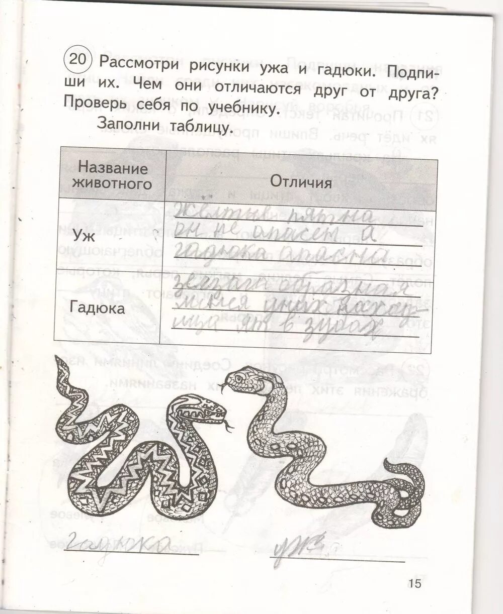 На рисунке изображена тетрадь. Сходство гадюки и ужа 3 класс окружающий мир. Рассмотри рисунки ужа и гадюки Подпиши их. Гадюка окружающий мир 3 класс рабочая тетрадь. Сходство гадюки и ужа 3 класс окружающий мир рабочая тетрадь.