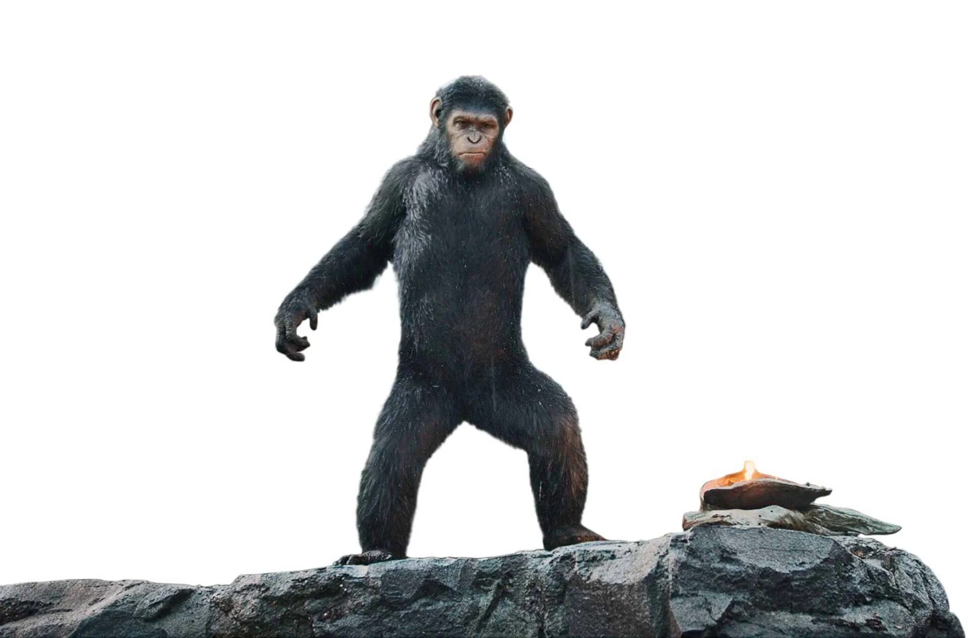 Lethal ape