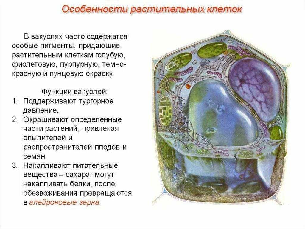 Растительные клетки строение растительной клетки вакуоль. Функции вакуолей в растительной клетке. Пигменты в вакуоли клетки. Вакуоль деление клеток