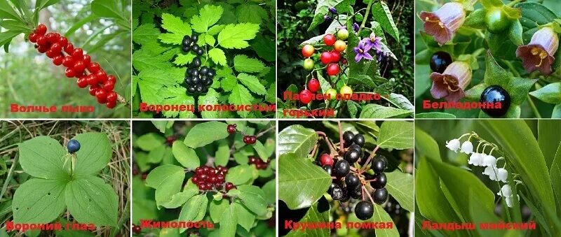 Лесные ягоды с несъедобными плодами 2. Ядовитые лесные ягоды. Ядовитые ягоды фото. Ядовитые лесные ягоды. Лесные растения с несъедобными ягодами.