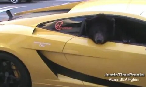 Lambo for hamster ceo что дает