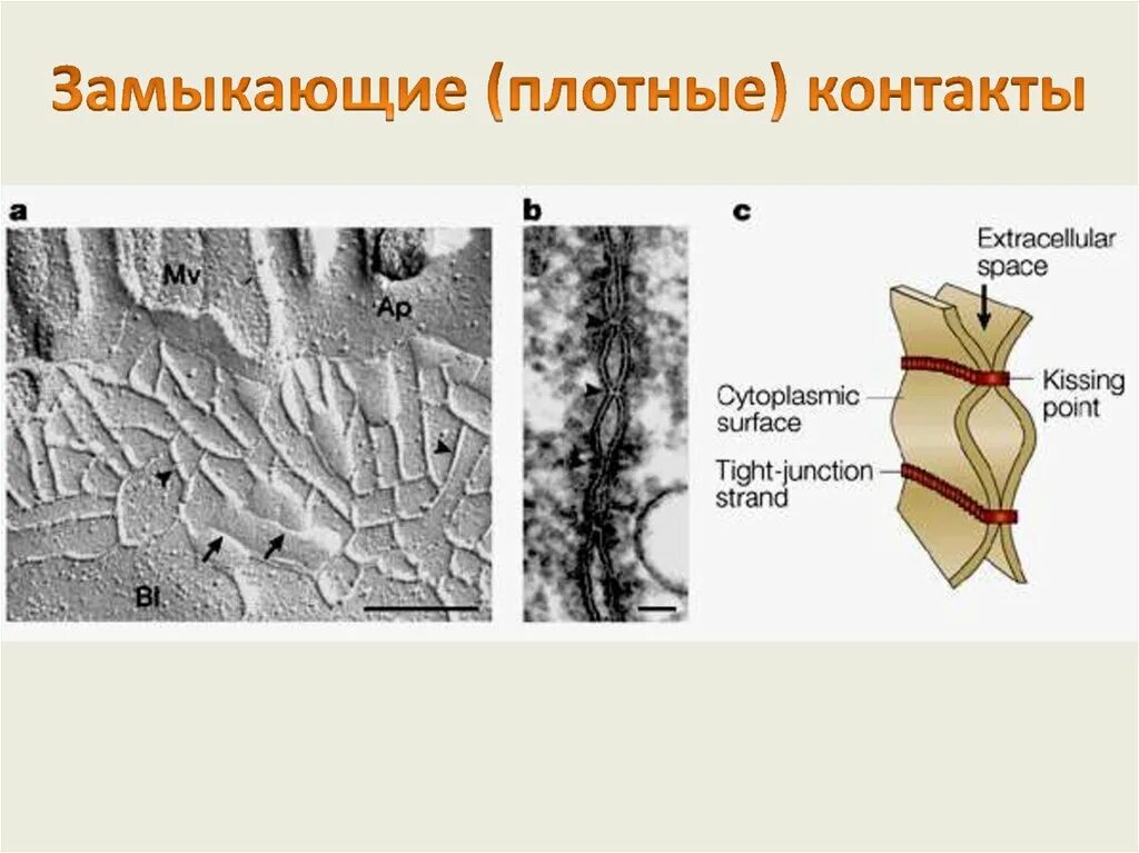 Межклеточный контакт запирающего типа. Замыкающие межклеточные контакты. Строение плотного контакта. Плотный запирающий межклеточный контакт. Плотный запереть.