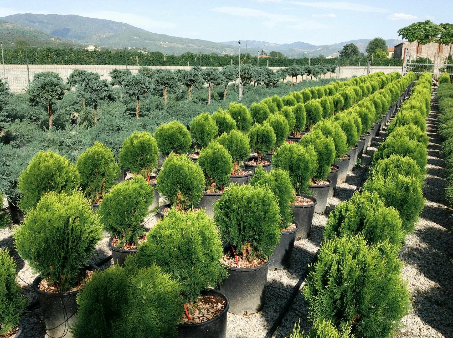 Пихта можжевельник туя даника. Туя смарагд саженцы. Питомник хвойных растений. Туя канадская. Питомник хвойных.