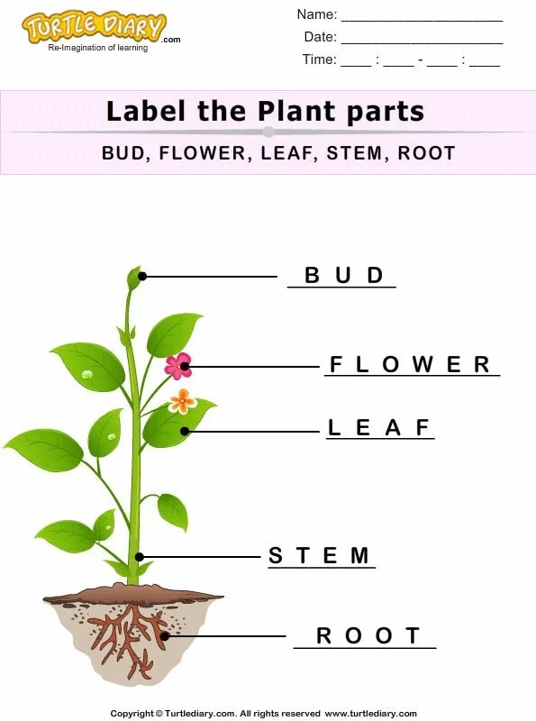 Plants Worksheets. Parts of the Plant Worksheets. Parts of the Flower Worksheets. Parts of a Seed Plant. Plants task