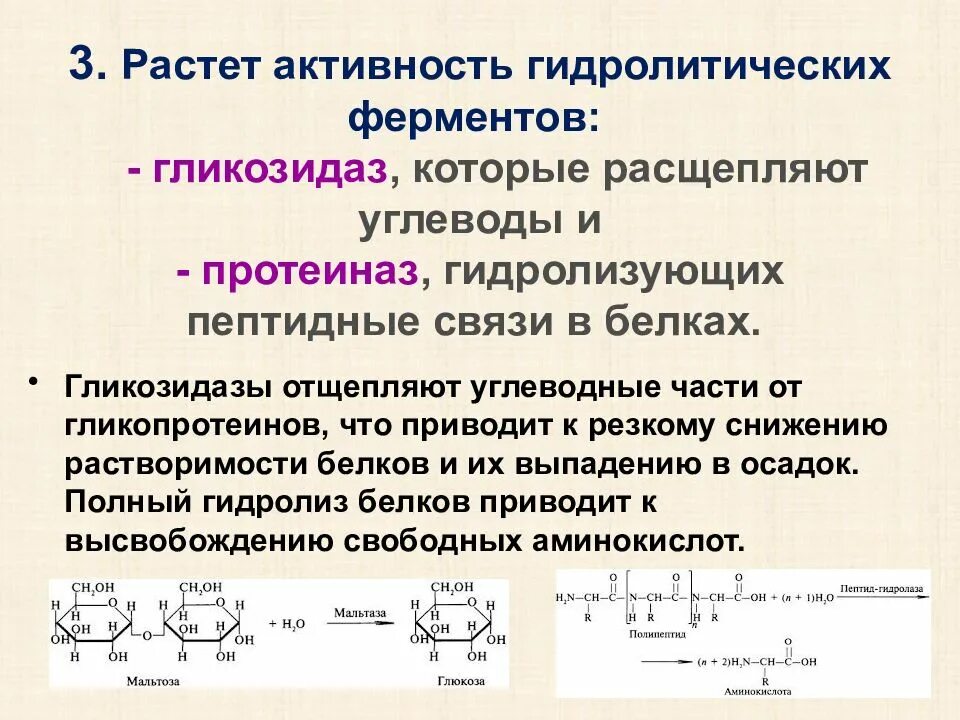 Ферментативное расщепление поступающих с пищей белков. Гидролитические ферменты. Ферменты расщепляющие пептидные связи. Ферменты участвующие в процессе расщепления белков. Какие связи расщепляются в пептиде.