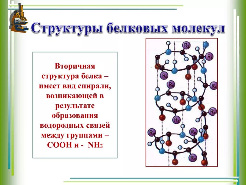 Связи в белковой молекуле