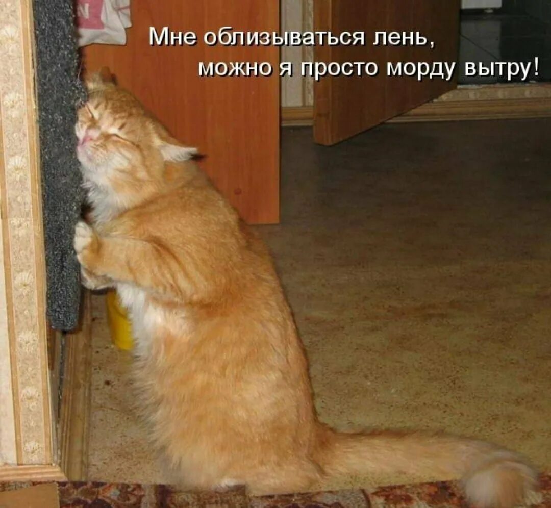 Теперь приди и пожалей